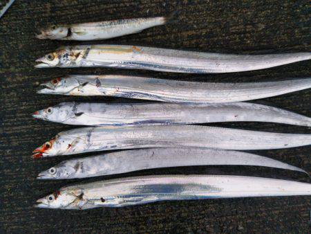 阿南市の大潟岸壁でタチウオとカマス